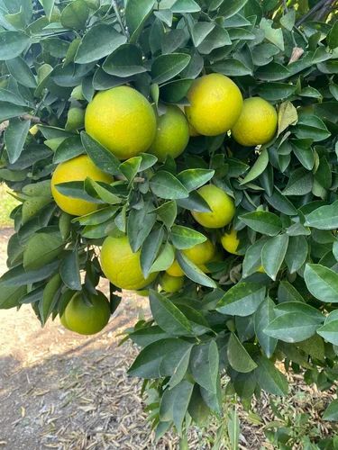Sweet Lime