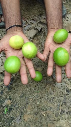 Kagzi Lemon Fruit