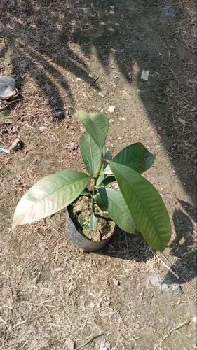 Amrapali Mangoes Plant