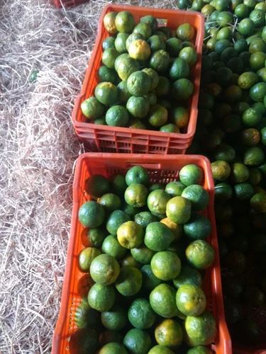 Green Mandarin Orange Fruit