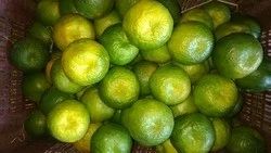 Navel Orange Fruit