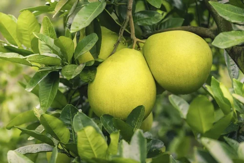 Well Watered Green Pomelo Fruit Plant, For Outdoor