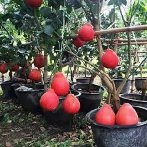 18 Inches Pomelo Fruit Plant