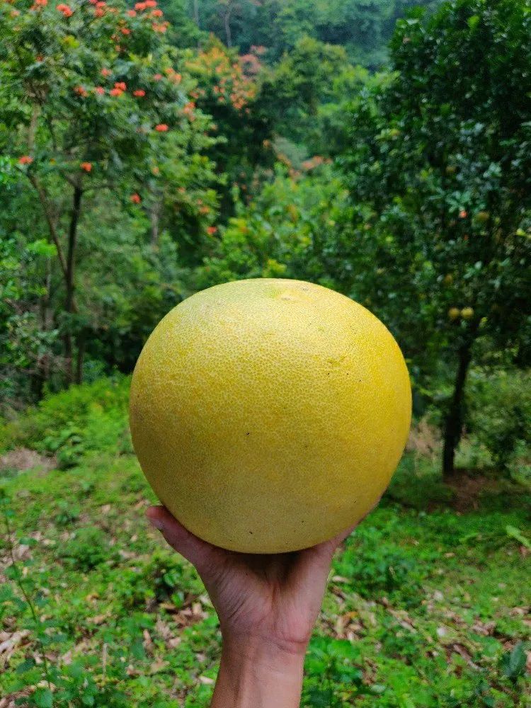 Pomelo