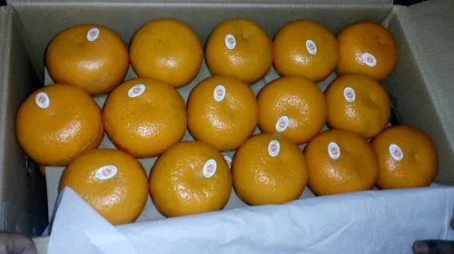 B Grade Pan India Fresh Kinnow, Packaging Type: Carton, Packaging Size: 10 Kg
