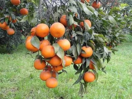 kinnow fruit