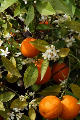 A Grade Fresh Kinnow Orange, Packaging Type: Carton, Packaging Size: 5 Kg