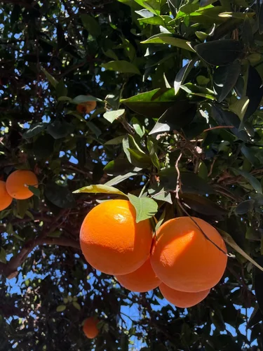 Orange A Grade Fresh Kinnow, Packaging Type: Carton, Packaging Size: 5 Kg