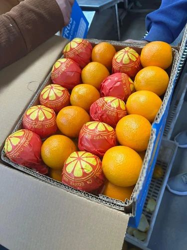 Citrus Valencia Oranges Egypt