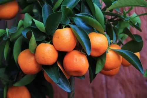 A Grade Imported Mandarin Orange, Packaging Size: 10 Kg