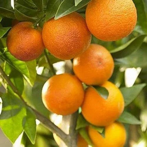 Nagpur Mandarin A Grade Orange, Packaging Type: Loose