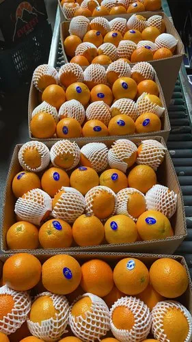A Grade Valencia/Australian Oranges Imported From Egypt/Australia