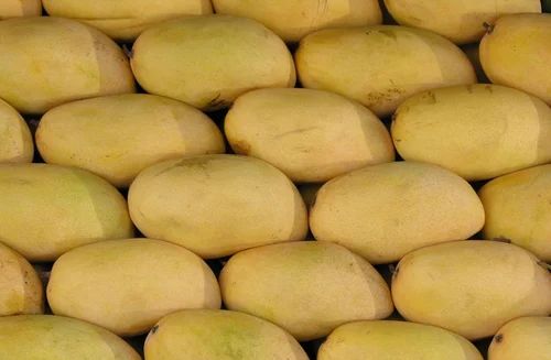 Chausa Mango