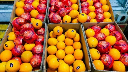 A Grade Valencia Orange, Packaging Type: Carton, Packaging Size: 20 Kg