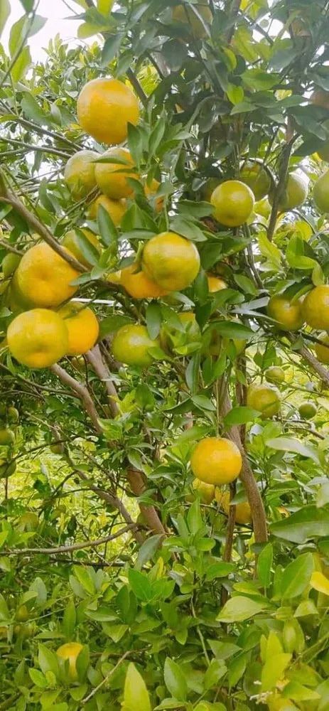 Valencia Orange