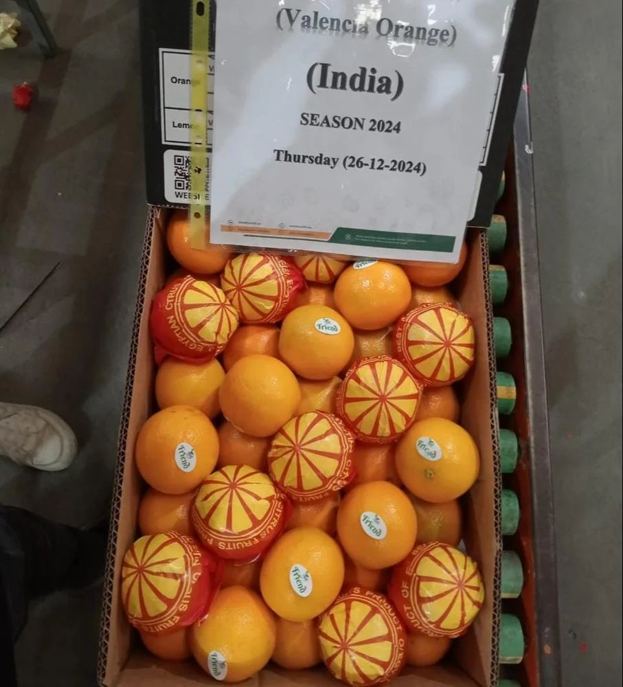 Valencia Oranges imported