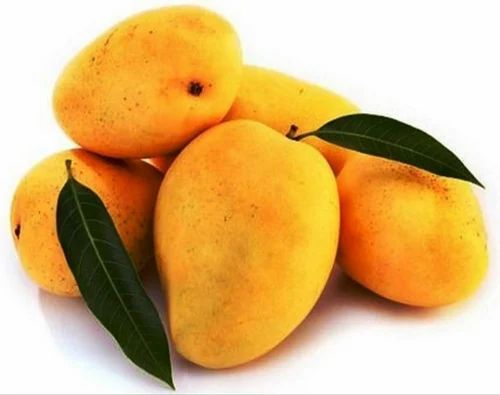 A Grade Fresh Kesar Mango Fruit, Packaging Type: Carton, Packaging Size: 10 Kg