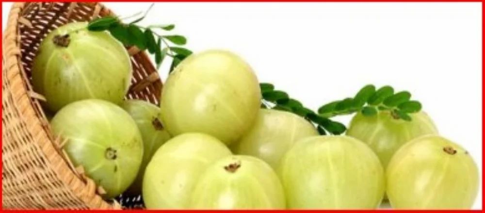 Amla Pulp