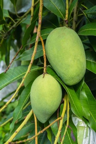 Loose Desi Raw Mango