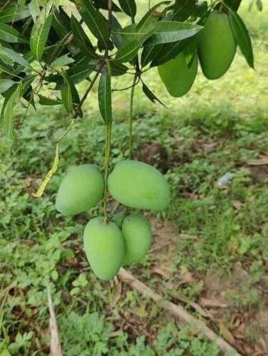 Fresh Raw Mango
