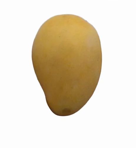 GI Tagged Ulavapadu Banganapalli Mango