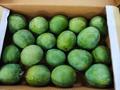 A grade Fresh Ramkela mango for Export