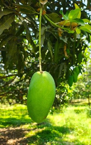 Export Quality Fresh Dasheri Mango