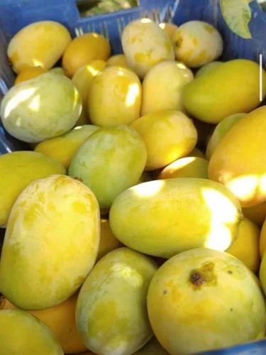 Dasheri Mango Fruit