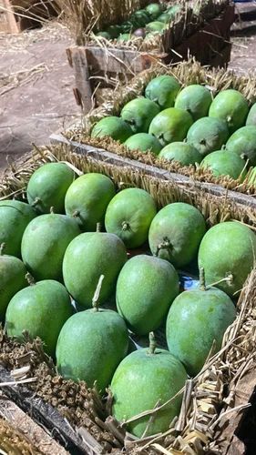 Langra Mango Fruit