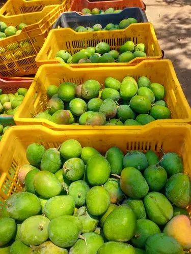 Mangoes