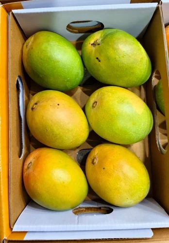 Alphonso Mango