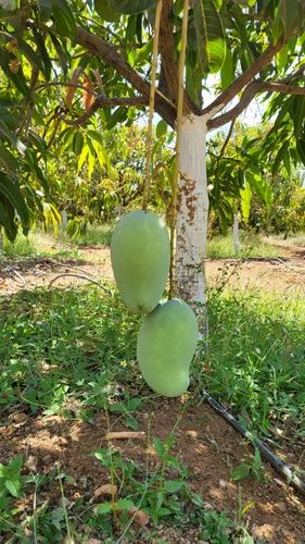 Fresh Kesar Mango