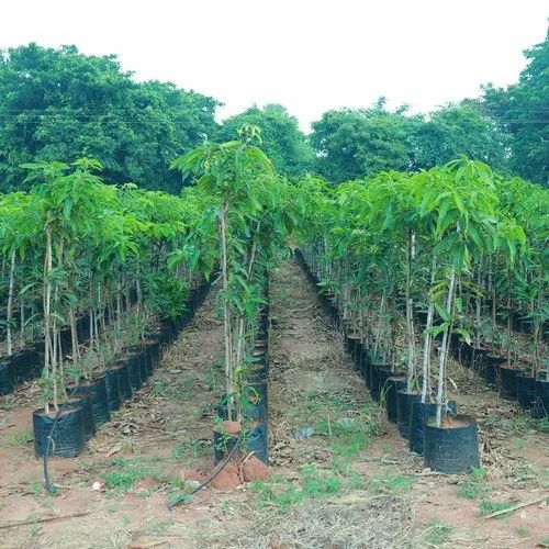Kesar Mango Plant 4 Years Mango Plant