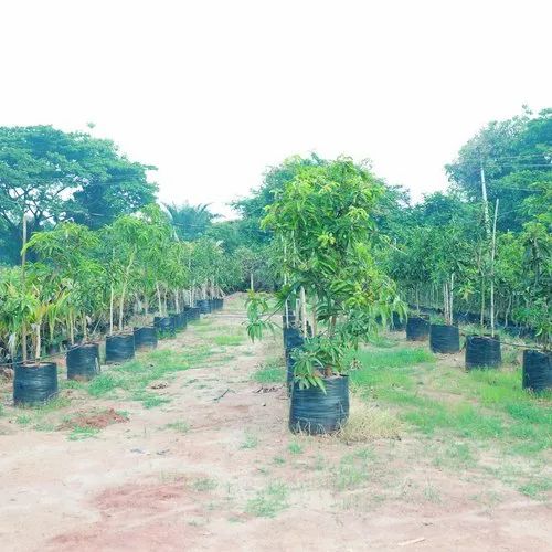 Kesar Mango Plant 6 Years Plant