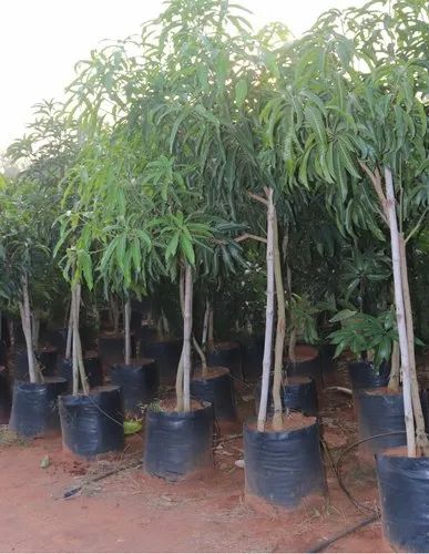 Amrapali Mango plants (Mangifera indica)