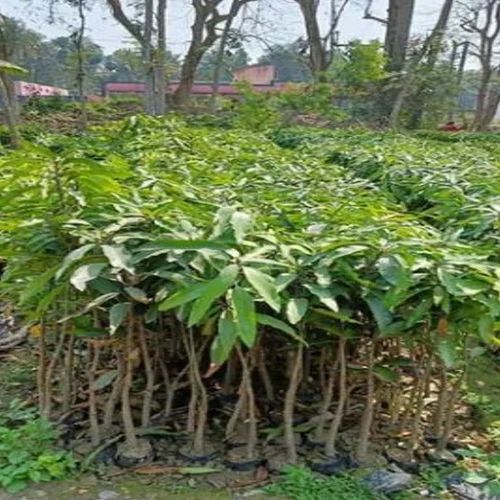 Kesar Dasheri Mango Plants