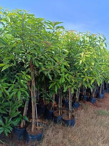 Kesar Mango Plant 4 Years Mango Plant