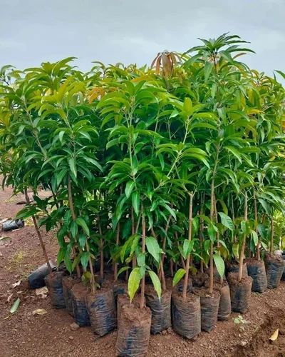Amrapali Mango Plant