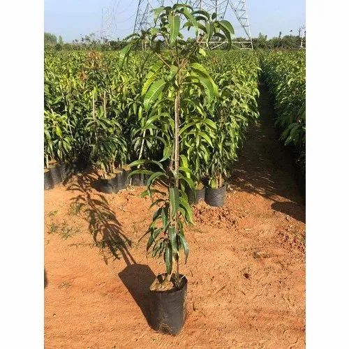 Kesar Mango Plant