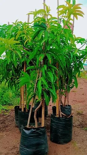 Keshar Mango Plant