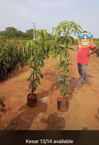 Kesar Mango Plant 14 Bag