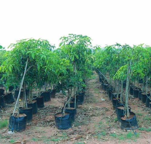 Kesar Mango Plant