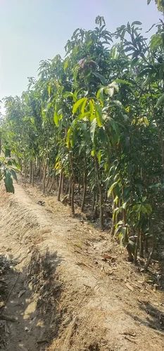Kesar Mango plant
