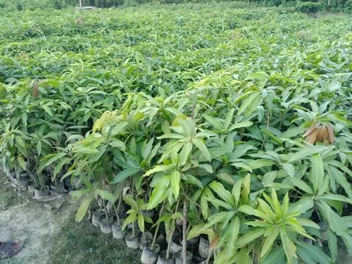 Amropali Mango Plants