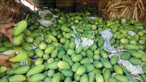 Export Grade Dasheri Mango