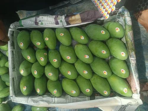 Up Grade Dashehari Mango
