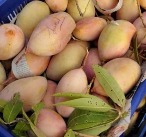 Export Grade Totapuri Mango