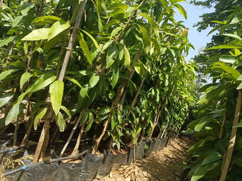 Totapuri Mango Plant/ collector plant