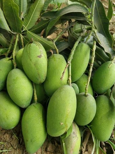 Fresh Chaunsa Mango