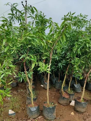 Langra Mango Fruit Plant